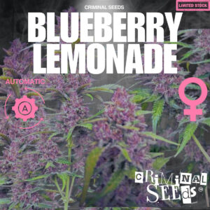 Blueberry Lemonade Auto - Criminal Seeds feminisiert 3er Pack