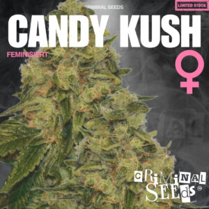 Candy Kush - Criminal Seeds feminisiert 3er Pack