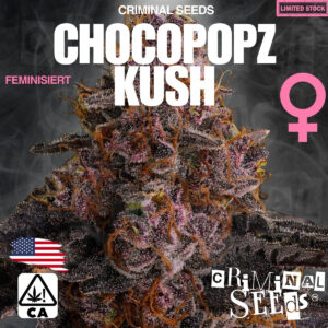 Chocopopz Kush - Criminal Seeds feminisiert 3er Pack