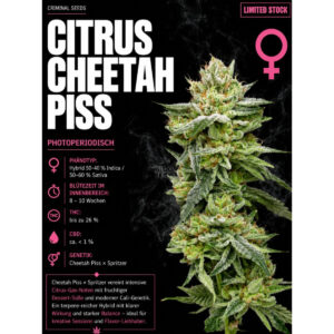 Cheetah Piss feminisiert Crminial Seeds 3er Pack