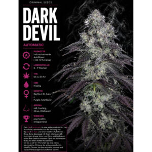 Dark Devil Criminal Seeds 3er Pack