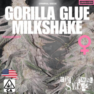 Gorilla Glue Milkshake X Cali - Criminal Seeds feminisiert 3er Pack