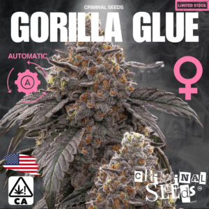 Gorilla Glue x Cali Auto - Criminal Seeds feminisiert 3er Pack