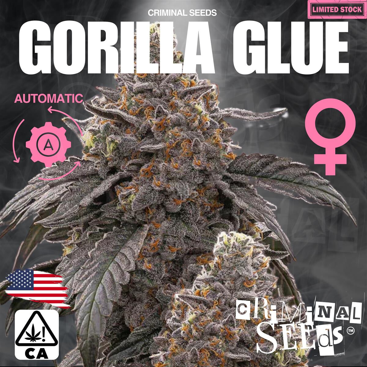 Gorilla Glue x Cali Auto - Criminal Seeds feminisiert 3er Pack