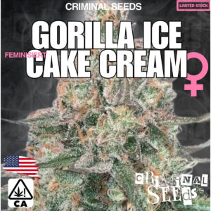 Gorilla Ice Cake Cream x Cali - Criminal Seeds feminisiert 3er Pack