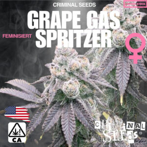 Grape Gas Spritzer - Criminal Seeds feminisiert 3er Pack