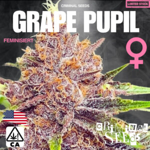 Grape Pupil x Cali - Criminal Seeds feminisiert 3er Pack