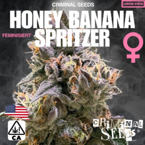 Honey Banana x Spritzer x Cali - Criminal Seeds feminisiert 3er Pack