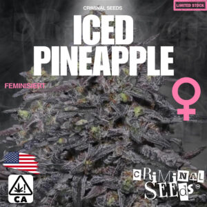 Iced Pineapple x Cali - Criminal Seeds feminisiert 3er Pack