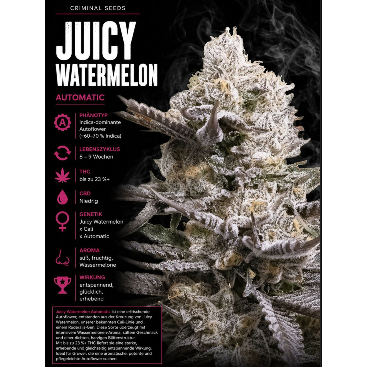 Juicy Watermelon Criminal Seeds 3er Pack