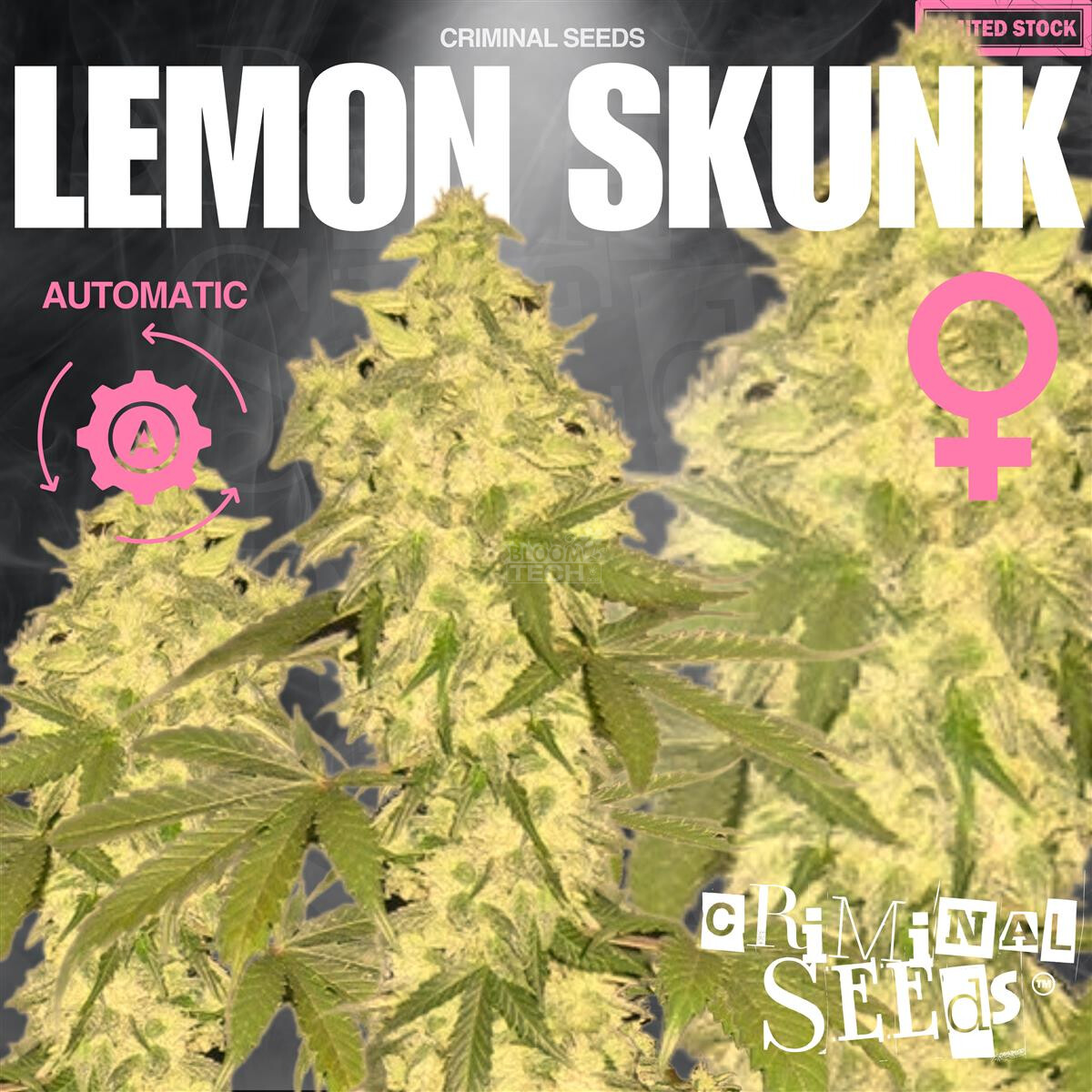 Lemon Skunk Auto - Criminal Seeds feminisiert 3er Pack