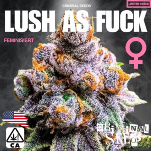 Lush as Fuck x Cali - Criminal Seeds feminisiert 3er Pack