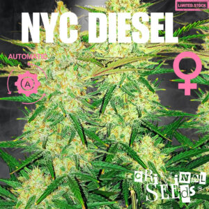 NYC Diesel Auto - Criminal Seeds feminisiert 3er Pack