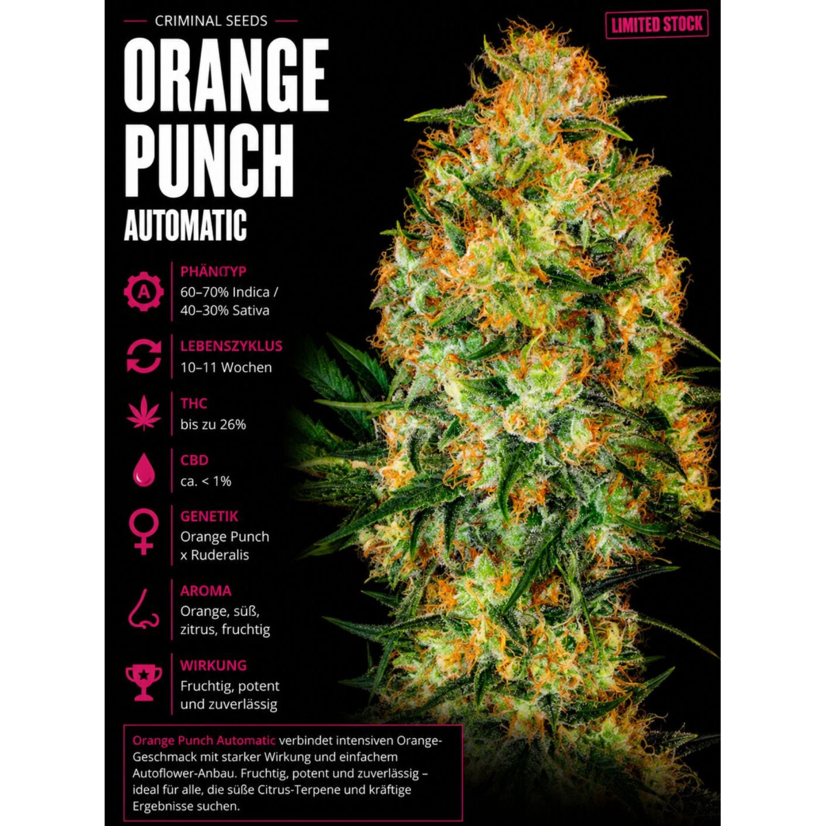 Orange Punch Auto feminisiert Criminal Seeds 3er Pack