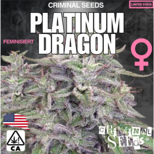 Platinum Dragon x Cali - Criminal Seeds feminisiert 3er Pack