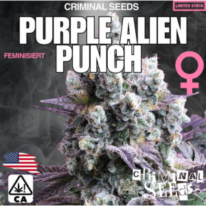 Purple Alien Punch x Cali - Criminal Seeds feminisiert 3er Pack