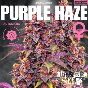 Purple Haze Auto - Criminal Seeds feminisiert 3er Pack