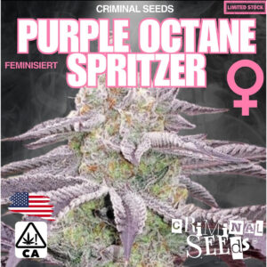 Purple Octane Spritzer - Criminal Seeds feminisiert 3er Pack