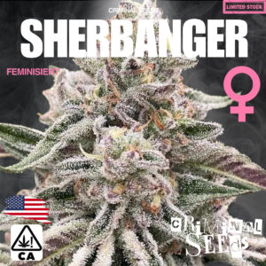 Sherbanger x Cali - Criminal Seeds feminisiert 3er Pack