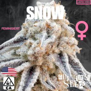 Snow x Cali - Criminal Seeds feminisiert 3er Pack