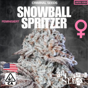 Snowball Spritzer - Criminal Seeds feminisiert 3er Pack