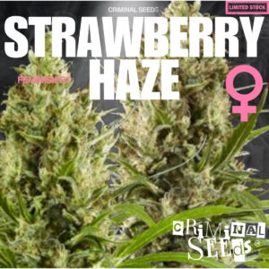Strawberry Haze - Criminal Seeds feminisiert 3er Pack
