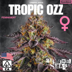 Trop Ozz Cali Limited - Criminal Seeds feminisiert 3er Pack