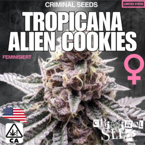 Tropicana Alien Cookies x Cali - Criminal Seeds feminisiert 3er Pack