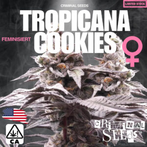 Tropicana Cookies x Cali - Criminal Seeds feminisiert 3er Pack
