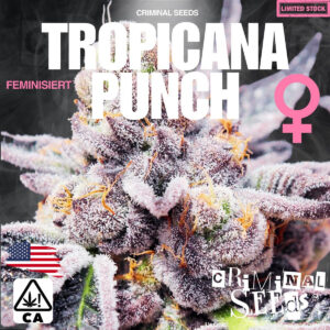 Tropicana Punch x Cali - Criminal Seeds feminisiert 3er Pack