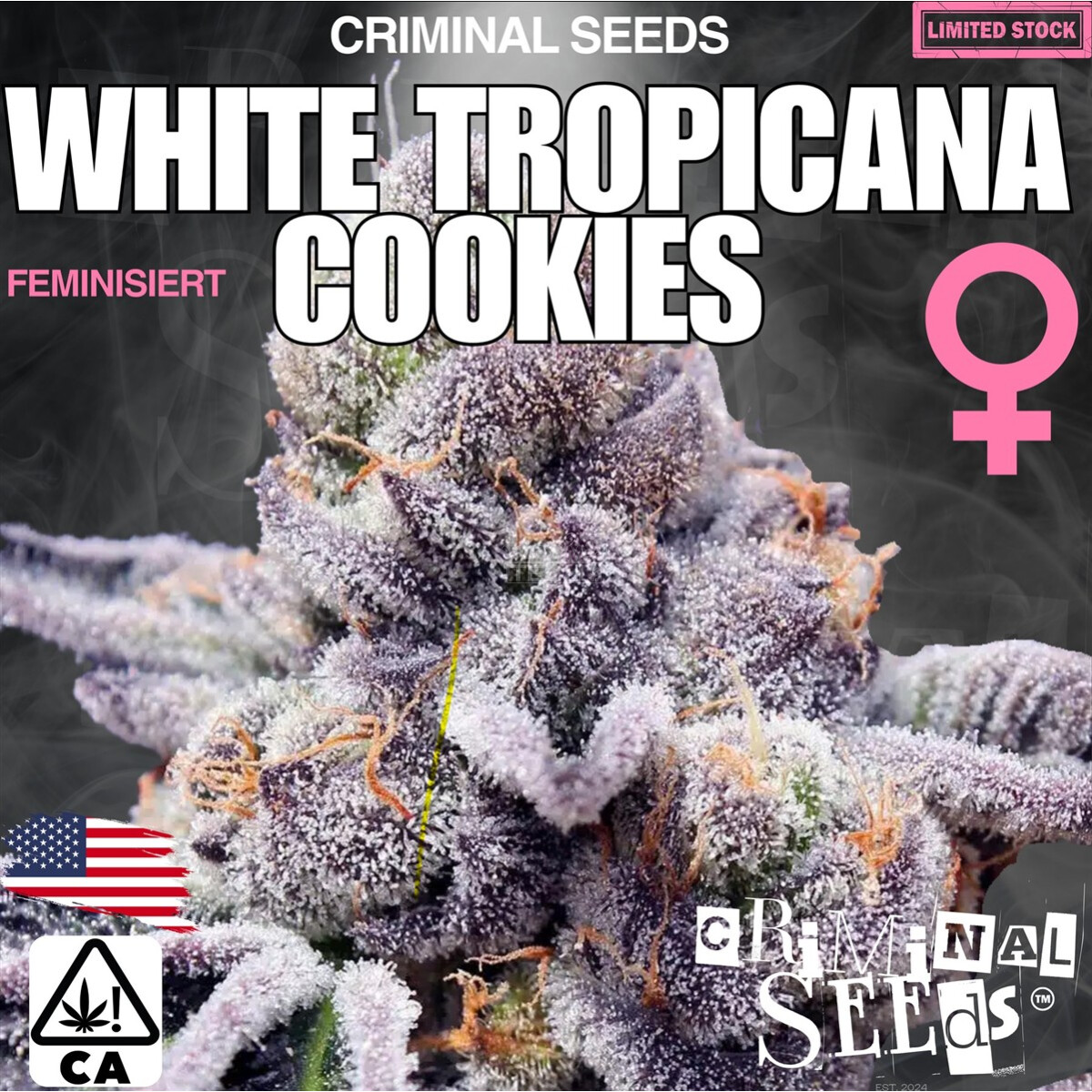 White Tropicana Cookies - Criminal Seeds feminisiert 3er Pack
