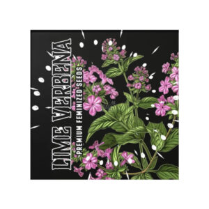 Lime Verbena – Doja Seeds feminisiert 3er Pack