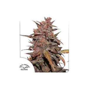 Blackberry Kush CBD Auto Dutch Passion feminisiert 3er Pack