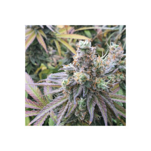 Charlottes Angel CBD Dutch Passion feminisiert 3er Pack