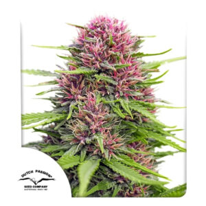 Frisian Dew - Dutch Passion feminisiert 3er Pack