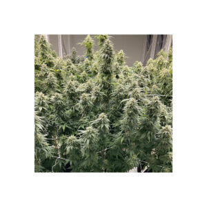 Skunk Haze CBD Dutch Passion feminisiert 3er Pack
