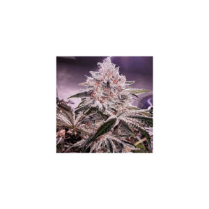 Apex R1 - Ethos feminisiert 5er Pack