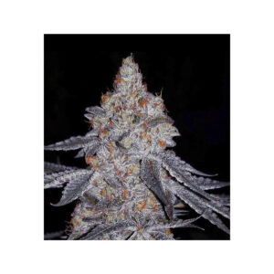 Banana Daddy R1 - Ethos feminisiert 5er Pack