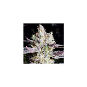 BooBerry Cookies RBX - Ethos feminisiert 5er Pack
