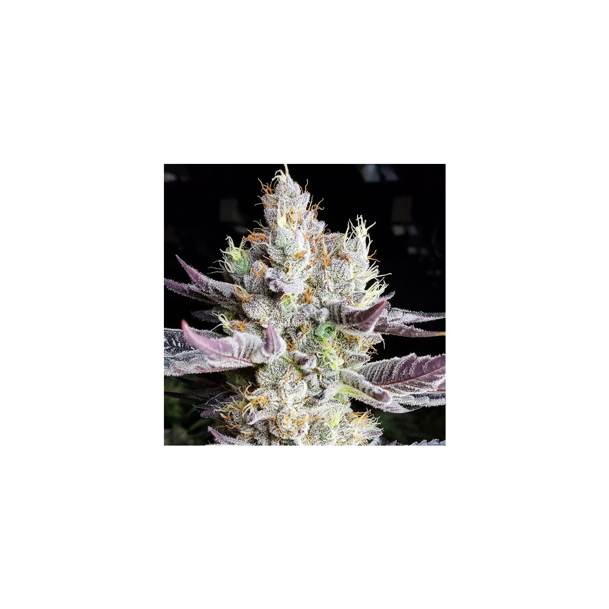 BooBerry Cookies RBX - Ethos feminisiert 5er Pack