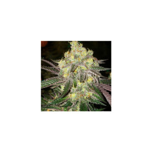 Candy Store RBX - Ethos feminisiert 5er Pack