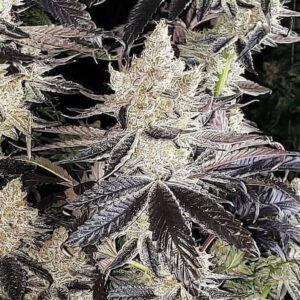 Cookies R2 - Ethos feminisiert 5er Pack