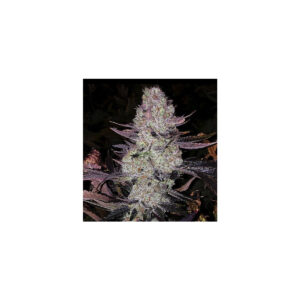 Grape Diamonds R2 - Ethos feminisiert 5er Pack