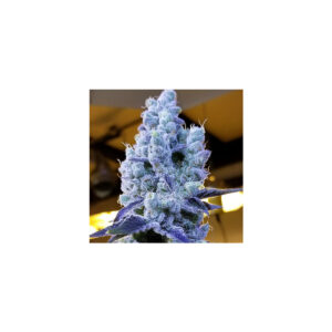 Mandarin Cookies V2 - Ethos feminisiert 5er Pack