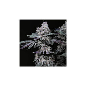 Nuggz R1 - Ethos feminisiert 5er Pack