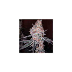 Strawberry Cookies OG R1 - Ethos feminisiert 5er Pack