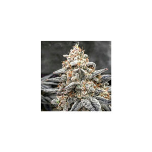 White Wedding RBX1 - Ethos feminisiert 5er Pack