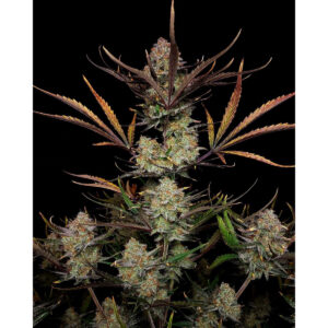 Apple Strudel Auto - Fast Buds feminisiert 3er Pack