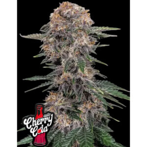 Cherry Cola Auto - Fast Buds feminisiert 3er Pack