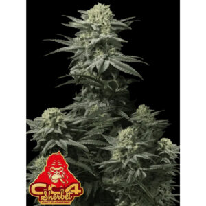 GG4 Sherbet FF - Fast Buds feminisiert 3er Pack